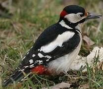 Great Spotted Woodpecker