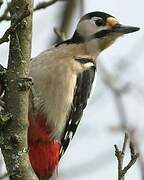 Great Spotted Woodpecker