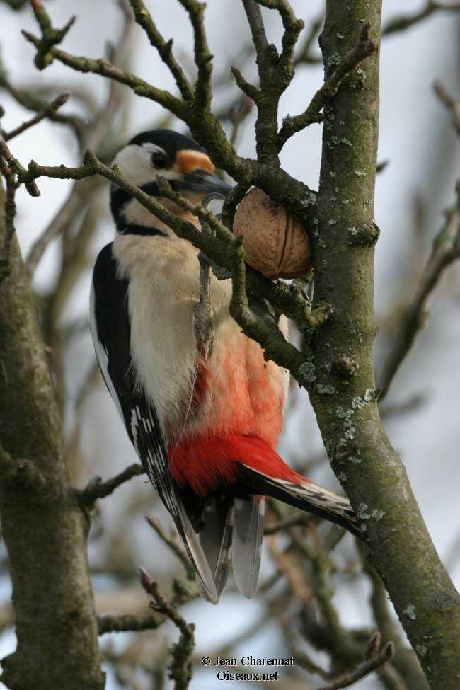 Great Spotted Woodpecker