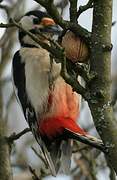 Great Spotted Woodpecker