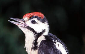 Lesser Spotted Woodpecker