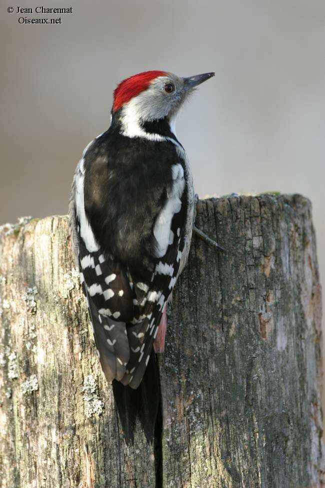 Middle Spotted Woodpecker