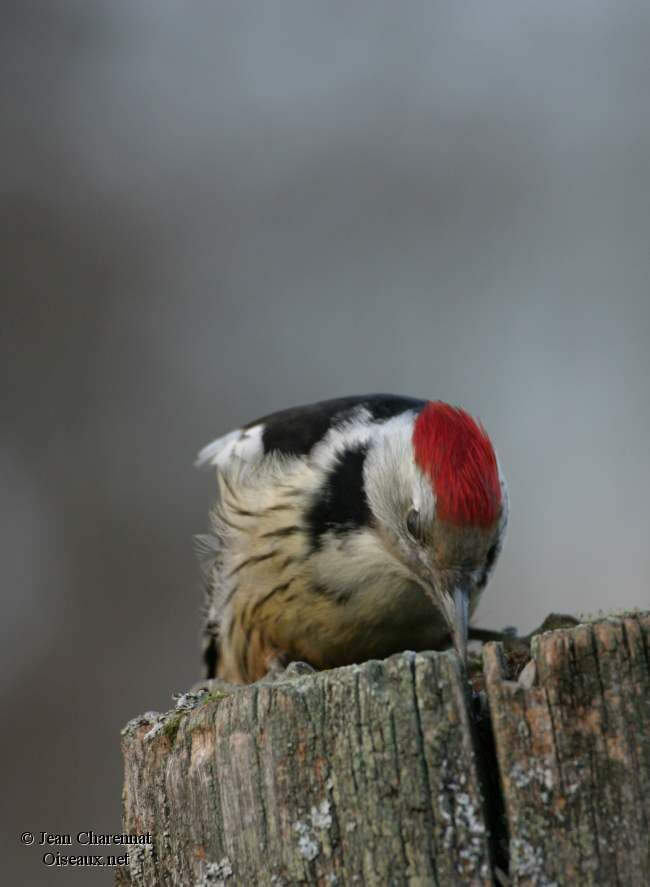 Middle Spotted Woodpecker