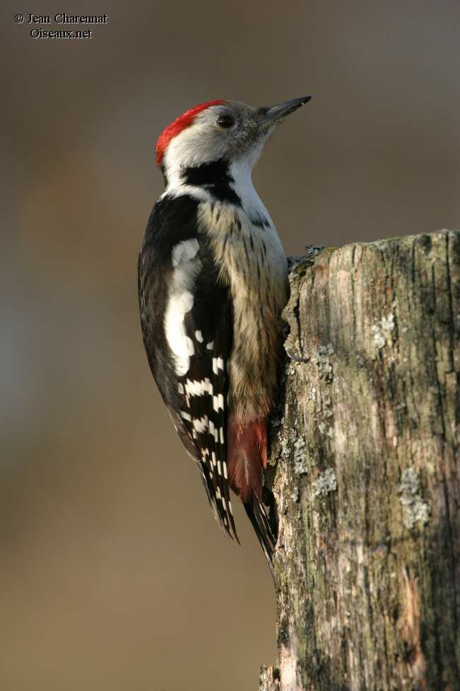 Middle Spotted Woodpecker