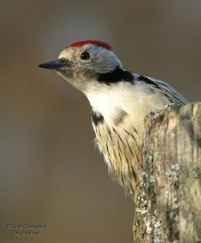 Middle Spotted Woodpecker