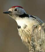 Middle Spotted Woodpecker