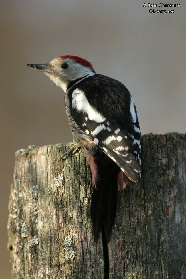 Middle Spotted Woodpecker