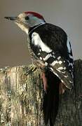 Middle Spotted Woodpecker