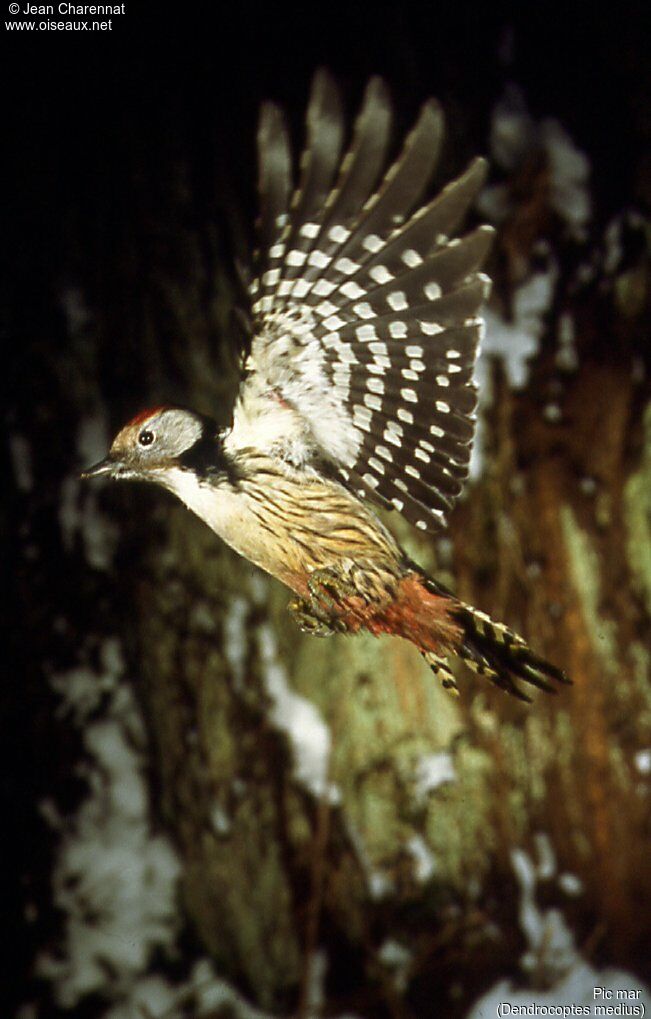 Middle Spotted Woodpecker