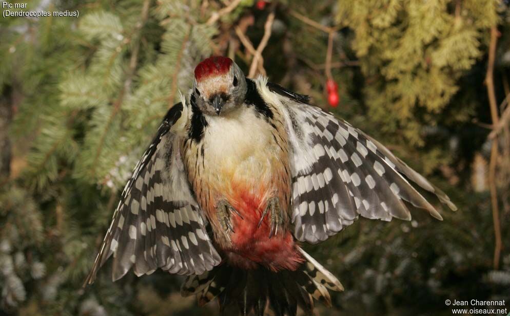 Middle Spotted Woodpecker