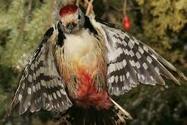 Middle Spotted Woodpecker