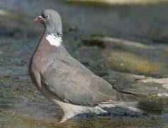 Common Wood Pigeon