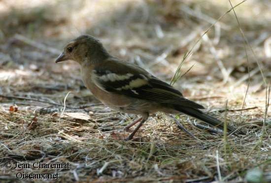 Eurasian Chaffinch