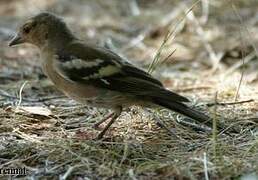 Common Chaffinch