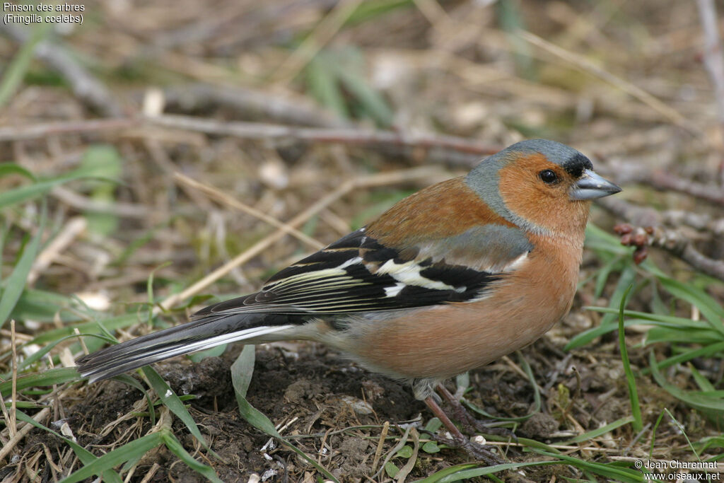 Eurasian Chaffinch