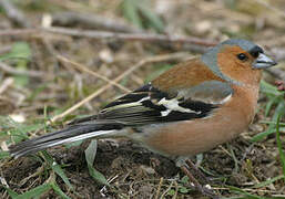 Eurasian Chaffinch