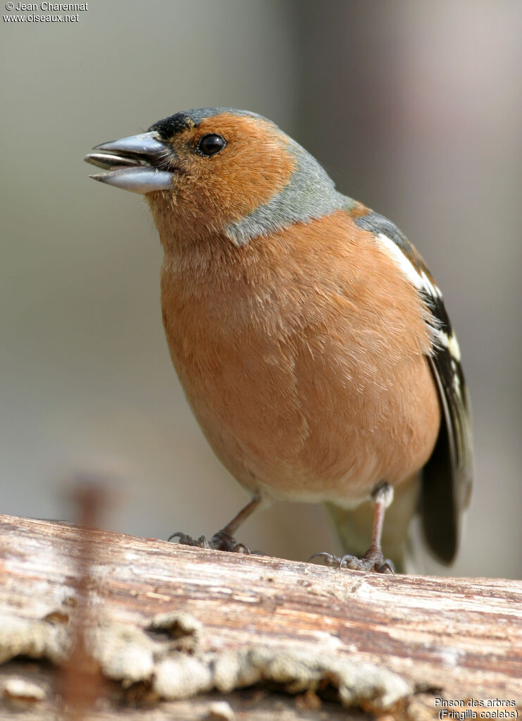 Eurasian Chaffinch