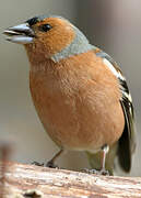 Eurasian Chaffinch