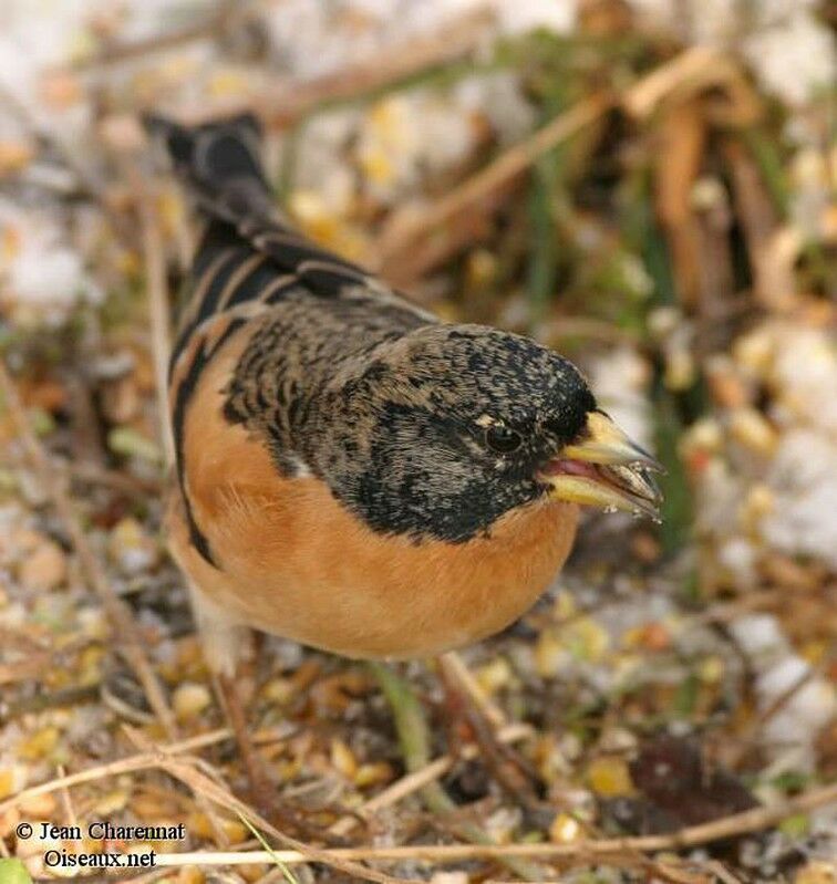 Brambling