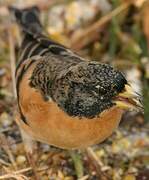 Brambling