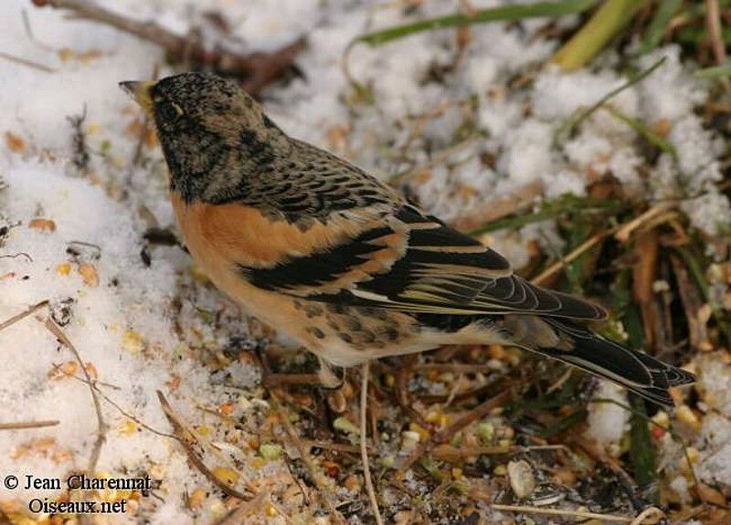 Brambling