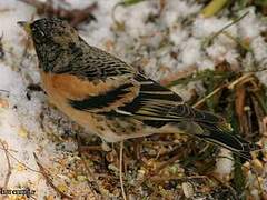 Brambling