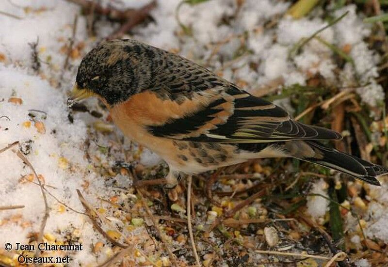 Brambling