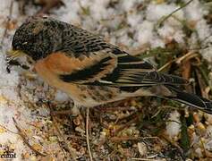 Brambling