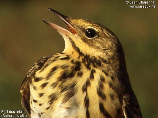 Pipit des arbres