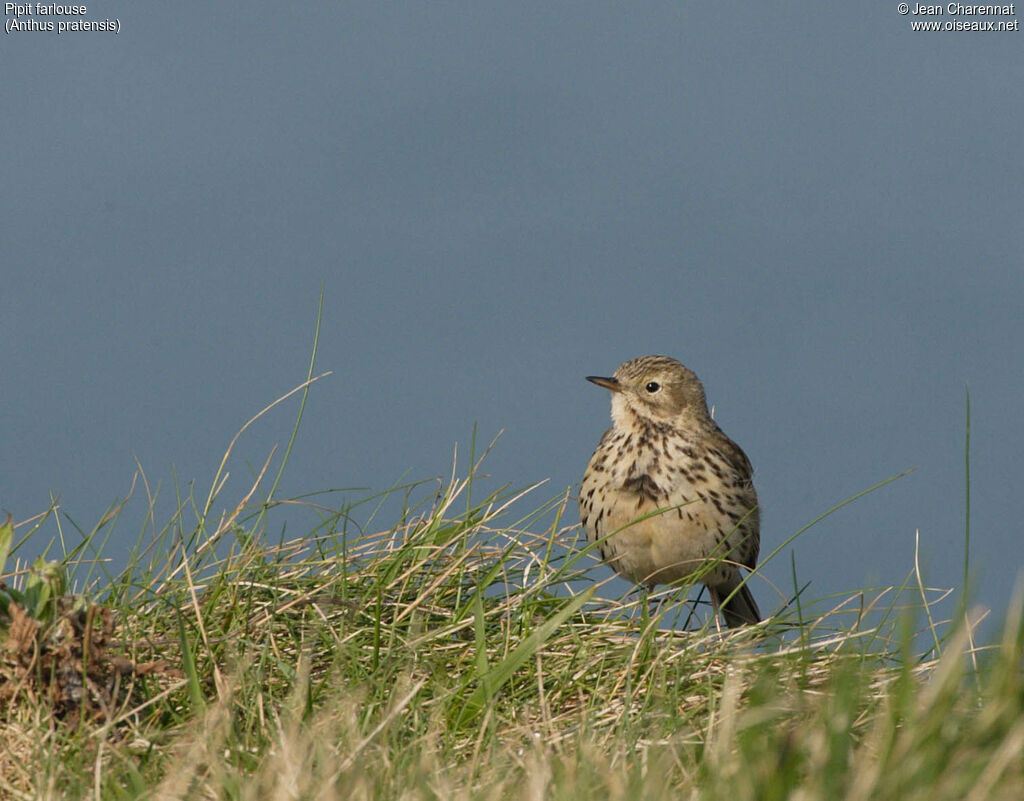 Pipit farlouse