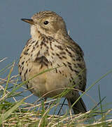 Meadow Pipit