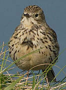 Meadow Pipit