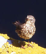 European Rock Pipit