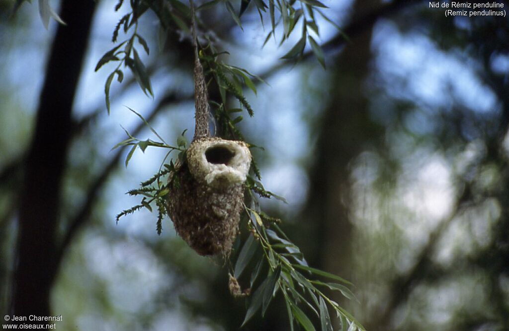 Rémiz penduline