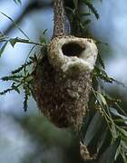 Eurasian Penduline Tit