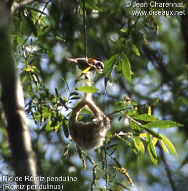 Eurasian Penduline Tit