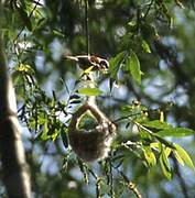 Eurasian Penduline Tit