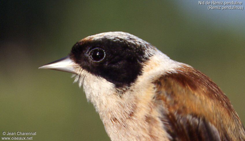 Rémiz penduline