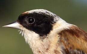 Eurasian Penduline Tit