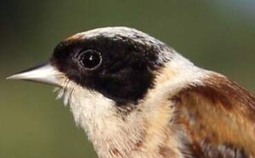 Rémiz penduline