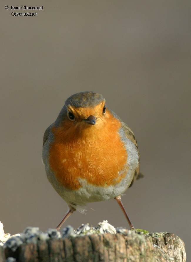 European Robin