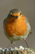 European Robin