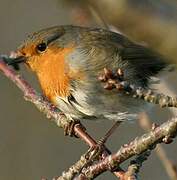 European Robin