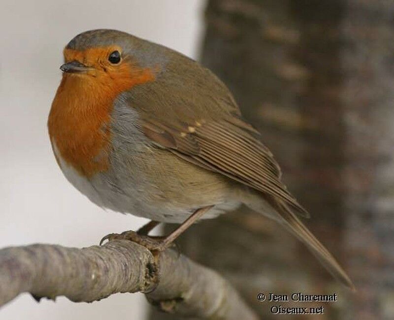 European Robin