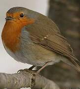 European Robin