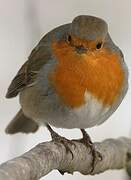 European Robin