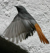 Black Redstart