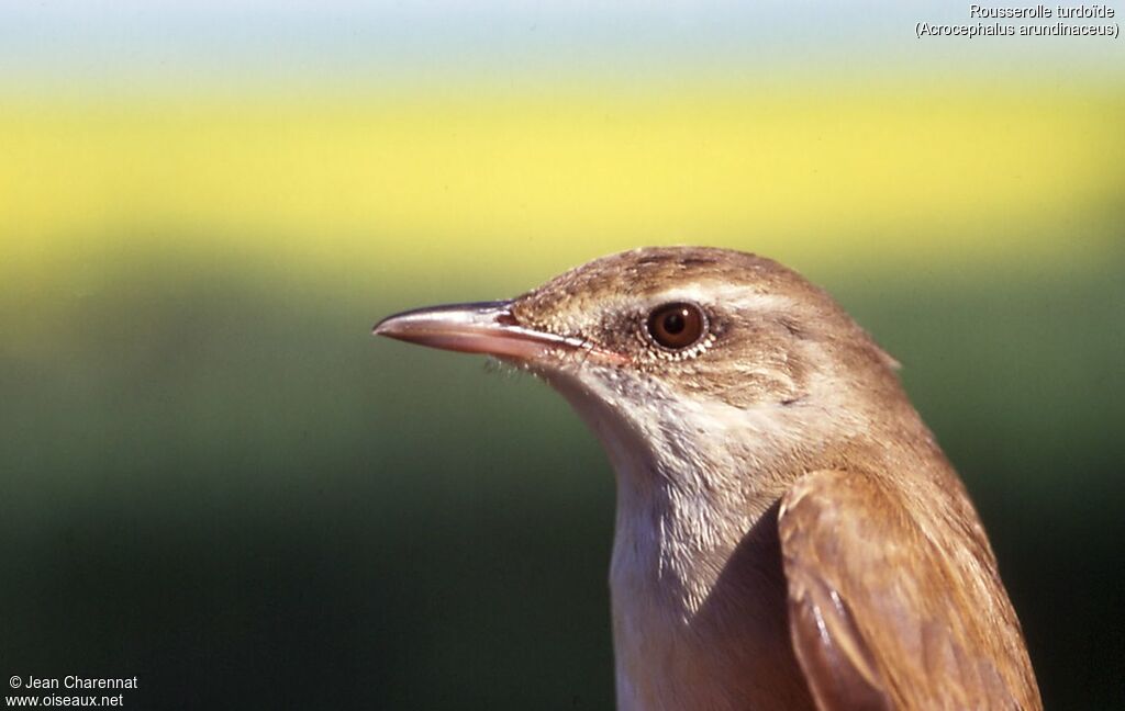 Great Reed Warbler