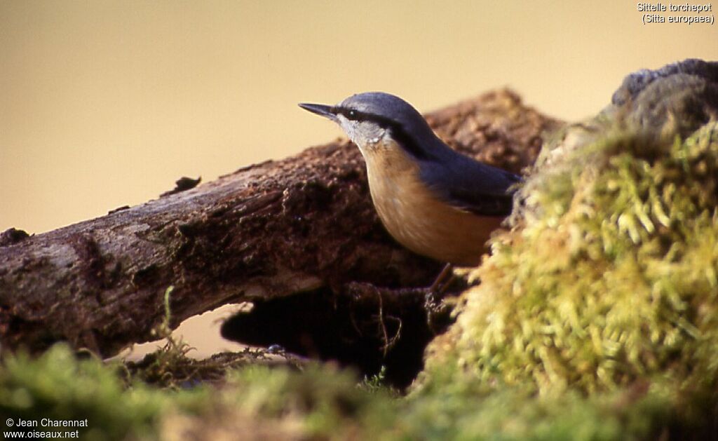 Eurasian Nuthatch