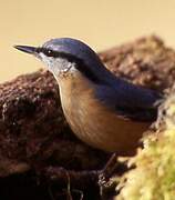 Eurasian Nuthatch